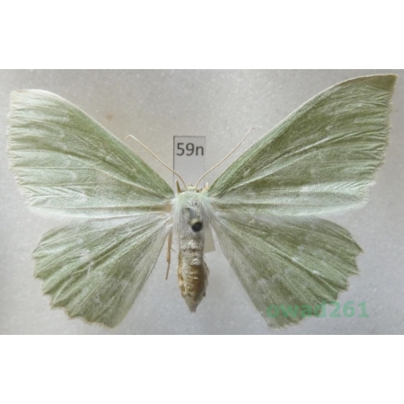 Geometra papilionaria (Linnaeus, 1758) Czech59n